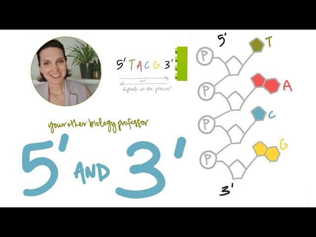 What do 5' and 3' mean on DNA and RNA? (Intro Biology)