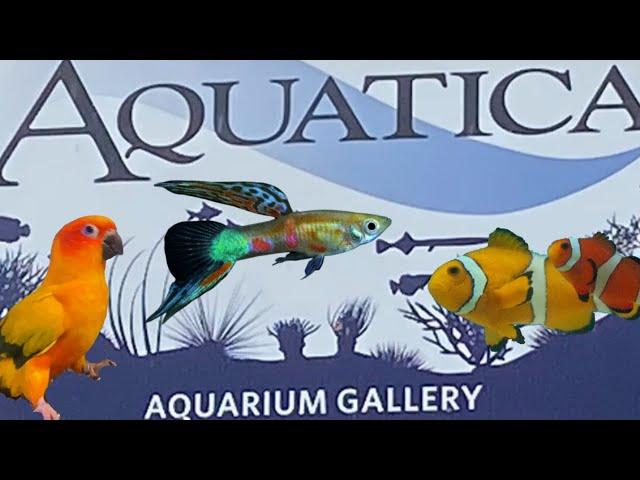 Aquatica Aquarium Gallery: A Great Local Fish Store!