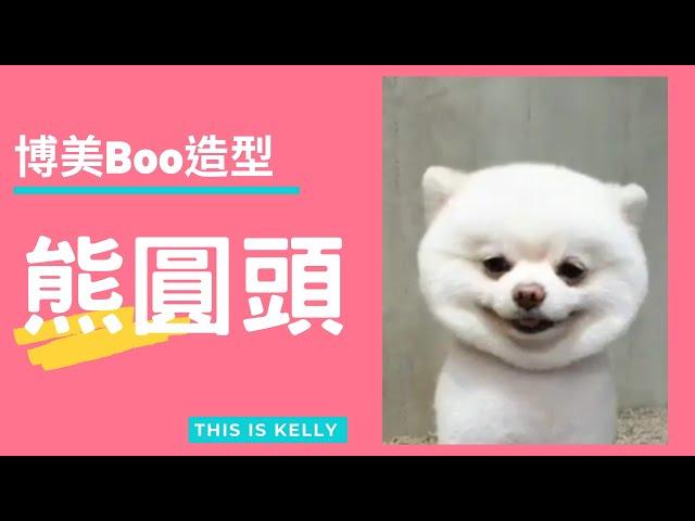 博美犬BOO圓頭造型｜凱莉老師 Groomer Kelly｜寵物美容教學｜Pomeranian Pet Grooming