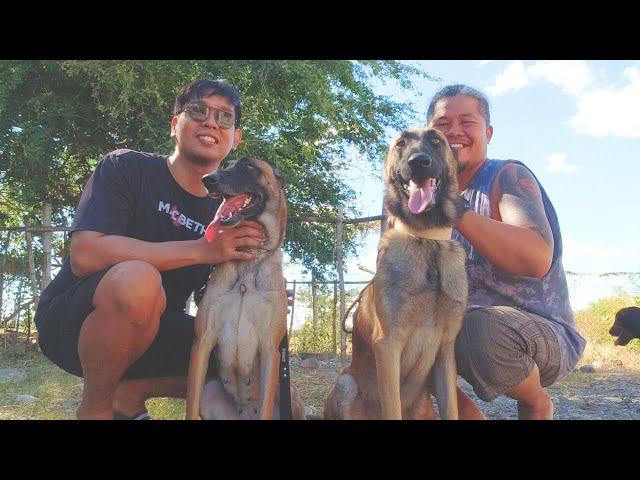 Vlog 180: ANG MULING PAGKIKITA NI "BELLA" AT "MELLO" AFTER 2 YEARS #belgianmalinois #dogs #harabas