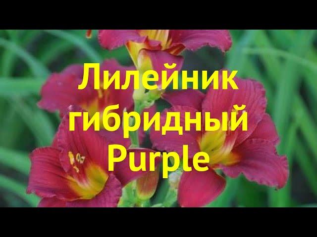 Лилейник гибридный Пепл. Краткий обзор, описание характеристик hemerocallis hybrida Purple