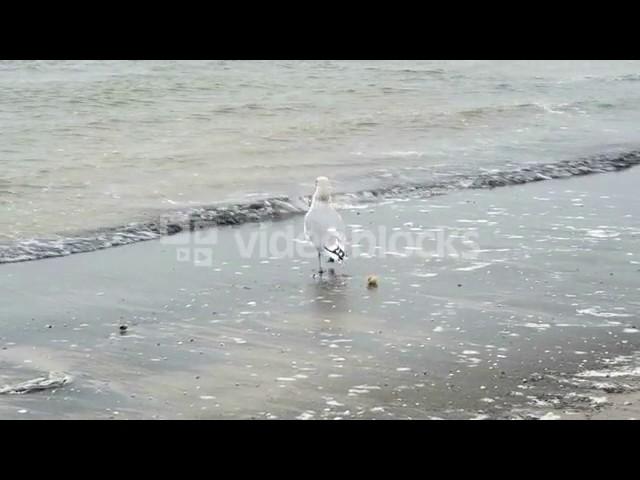 COMMON GULL LARUS CANUS ON THE BEACH OF PRORA ON RUGEN ISLAND GERMANY SEARCHING FOR FOOD BLGAWLVZE