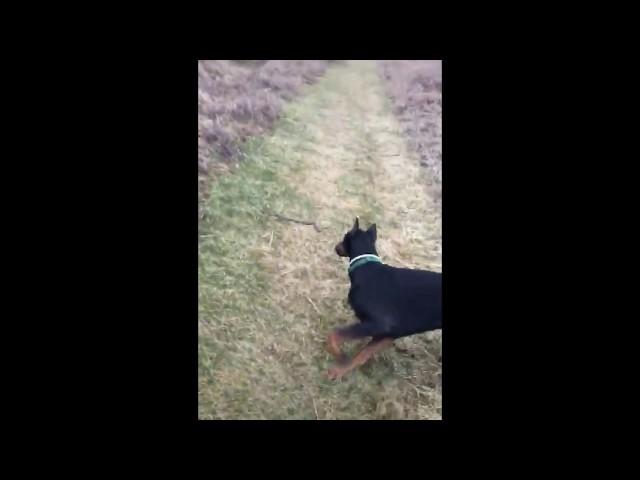 A dog helps his owner who is afraid of a snake