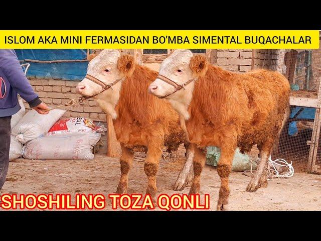 FERMADAN SIMENTAL BUQACHALAR TOZA QONLI DAXSHAT @Hikmatillo_uz