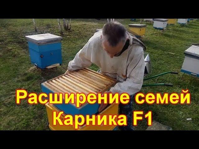 Внеплановое расширение семей. Карника F1 в Сибири