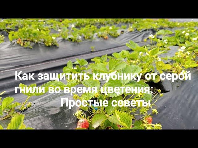 Как защитить клубнику от серой гнили во время цветения: Простые советы