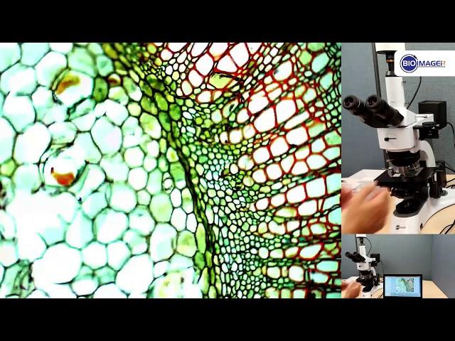 BRC 1600 16MP USB3.0 Colorful Microscopy Camera Demonstration