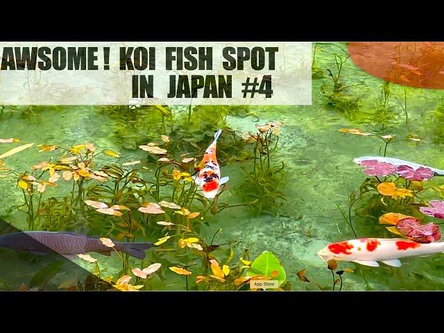 Awesome Koi fish pond! Monet's pond in Gifu in Japan.Oh beautiful koi pond in Japan!