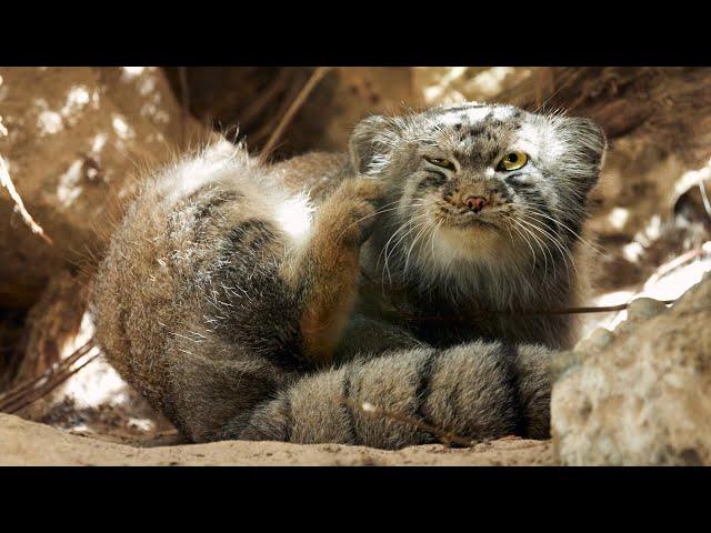 Crow disturbs a Pallas's cat
