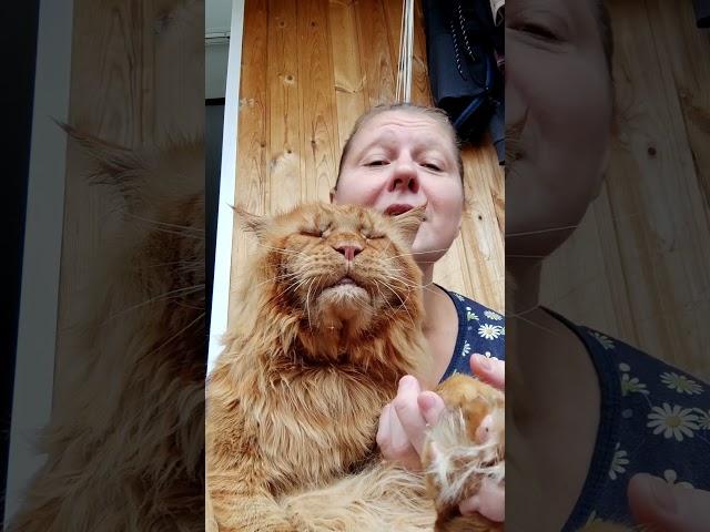 Мейн кун. Кот Джокер. Поем от души. Сладусик.