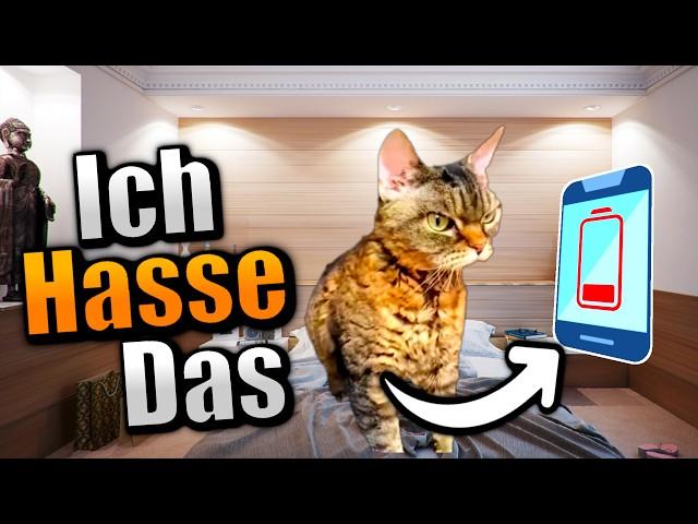 10 DINGE die jeder HASST (Aber als Katzen)