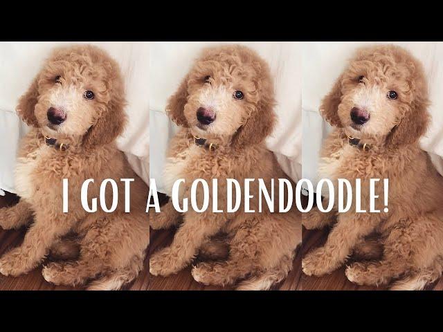 I GOT A GOLDENDOODLE! | New Puppy Haul/Picking Up My Goldendoodle Puppy Vlog + 1 Week Update