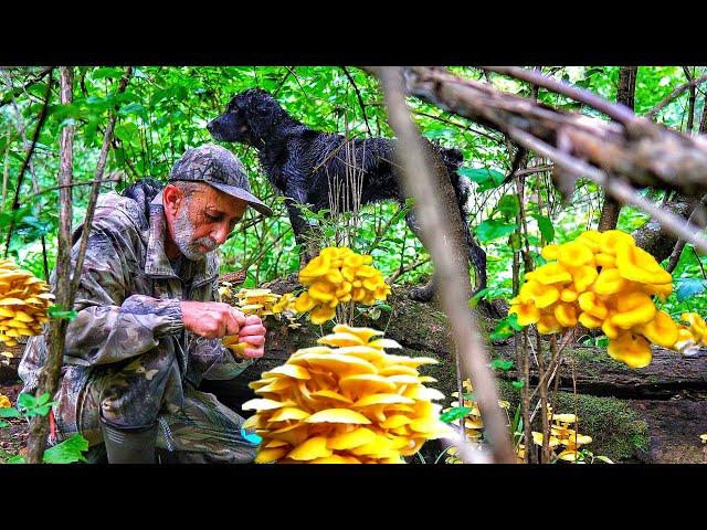 Mushrooms ILMAKI OYOSHENKA LEMON. Mushrooms of the Far East.