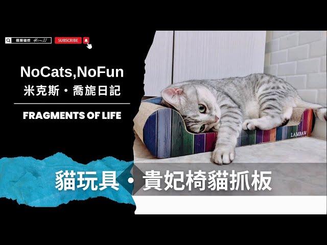 Mix美短貓旎亞Nia｜貓超愛新貓抓板／貓抓板貴妃椅 #funny #cat #pets #cute #pets #cuteanimals【AJ極簡貓奴】