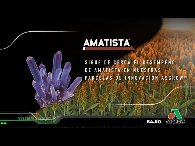 Híbrido Amatista