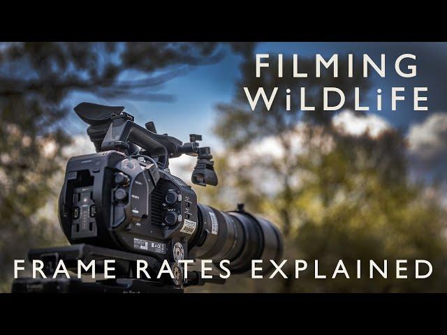 Understanding Frame Rates : Wildlife Filmmaking for Wildlife Photographers