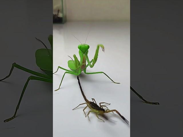 Praying Mantis vs Scorpion #insects  #mantis #scorpion #animals