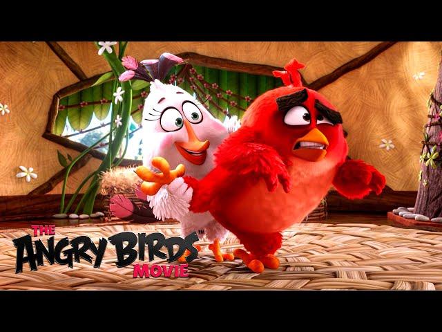 The Messy Lives Of Angry Birds 'Red, Chuck & Bomb' | The Angry Birds Movie (2016)