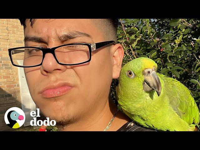 Loro actúa como una mamá con su hermano humano | El Dodo