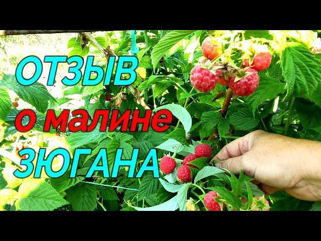  МАЛИНА ЗЮГАНА ТУТАЙМЕР. ДВА УРОЖАЯ С ОДНОЙ ГРЯДКИ