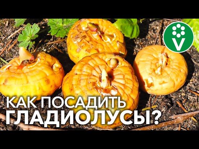 При такой ПОСАДКЕ ГЛАДИОЛУСОВ соцветия будут мощные и не будут падать