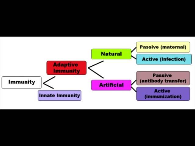 Immunology Full Video - USMLE Step 1