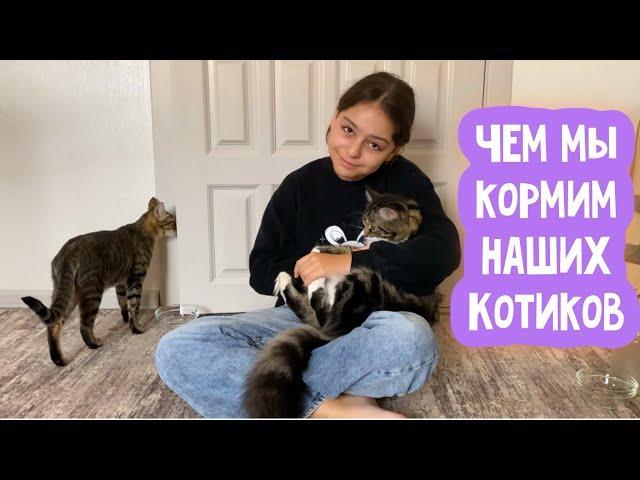 Сухой корм для котиков || Как и чем мы кормим наших пушистых любимок