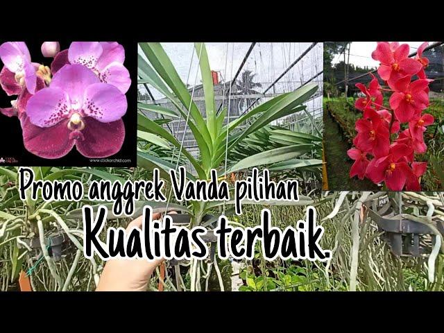 Promo anggrek Vanda super spesial.