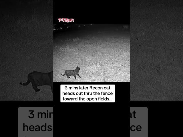 Reconnaissance mission activated! Recon cat helps LGD pinpoint coyotes