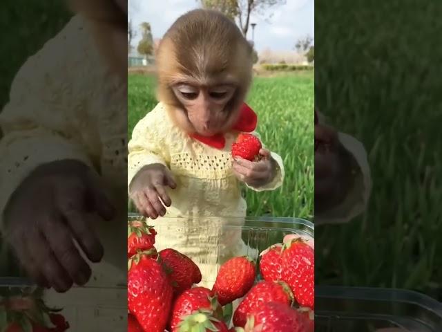 MONO COMIENDO FRESAS