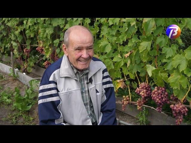 Выкса ТВ. Николай Голов и его виноградная лоза.