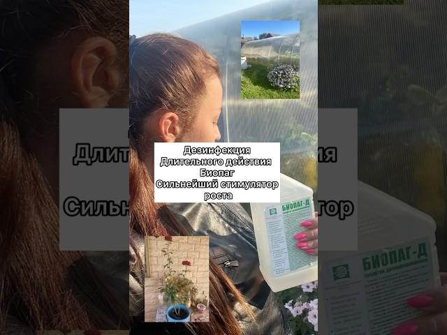 Моя-находка этого года Биопраг супер  #цветы #розы