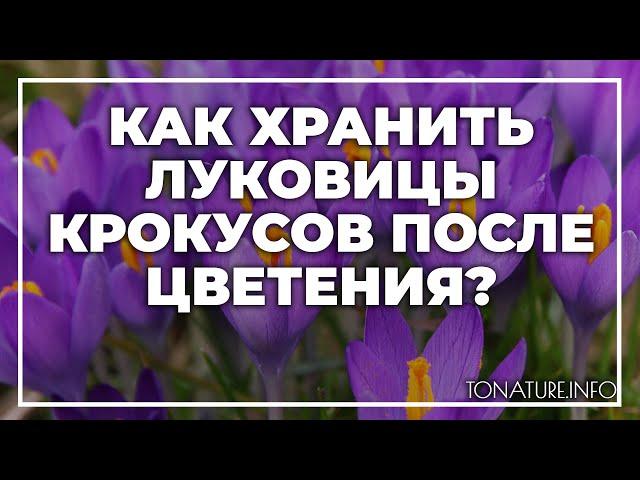 Как хранить луковицы крокусов после цветения? | toNature.Info