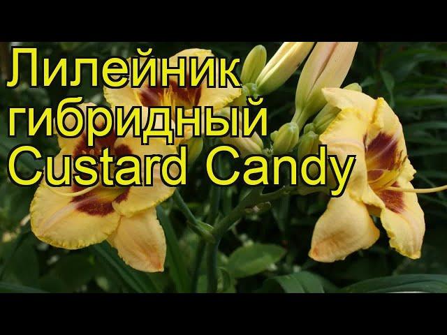 Лилейник гибридный Кустард Кэнди. Краткий обзор, описание hemerocallis hybrida Custard Candy