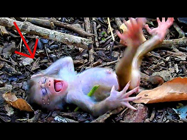 ohGod.! Cute Monkey. What Happened Baby...? Ohh...Baby.. | Nice Clip Baby Monkey | TOP Monkeys