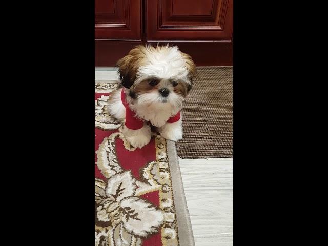 Shih Tzu puppy wants her food