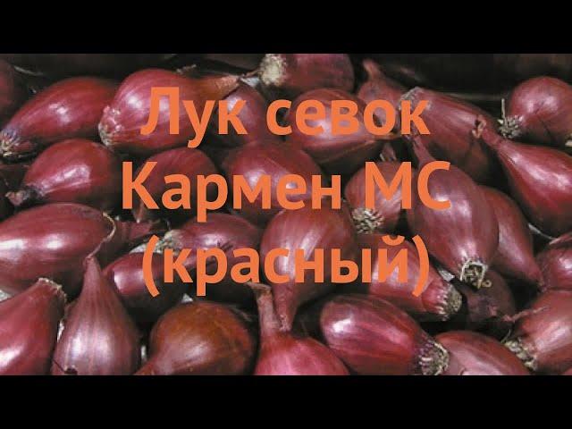 Лук овощной Кармен МС (allium cepa karmen)  обзор: как сажать, лук-севок и чеснок лука Кармен МС