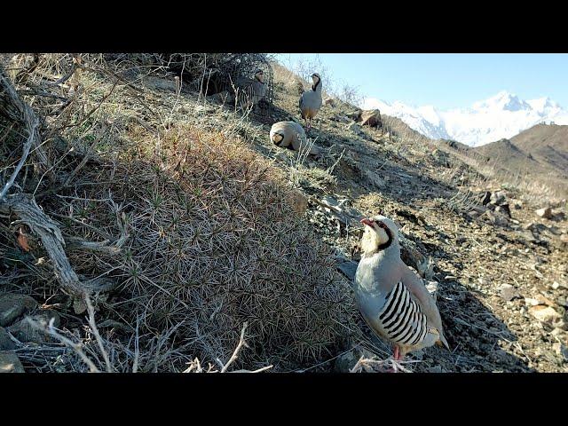 Partridge hunting Keklik avi Охота кеклики Chukar avi Шикори кабк Keklik sesi شکار کبک Kabk shikar