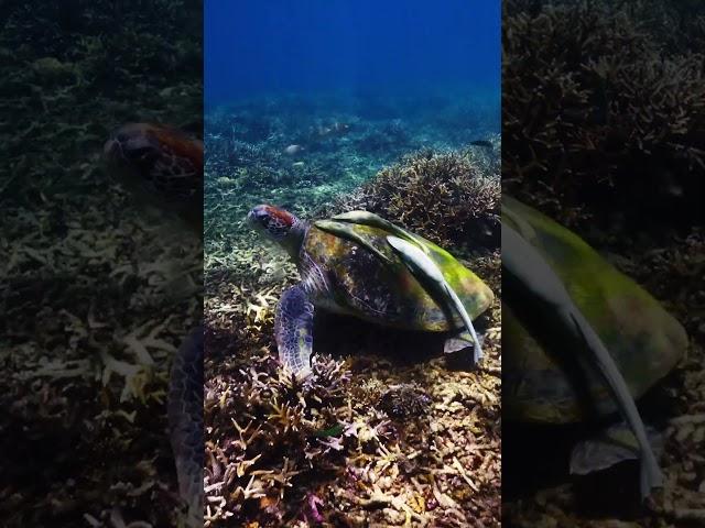  Подводная съемка - Погрузись в волшебство подводного мира вместе с мной! 