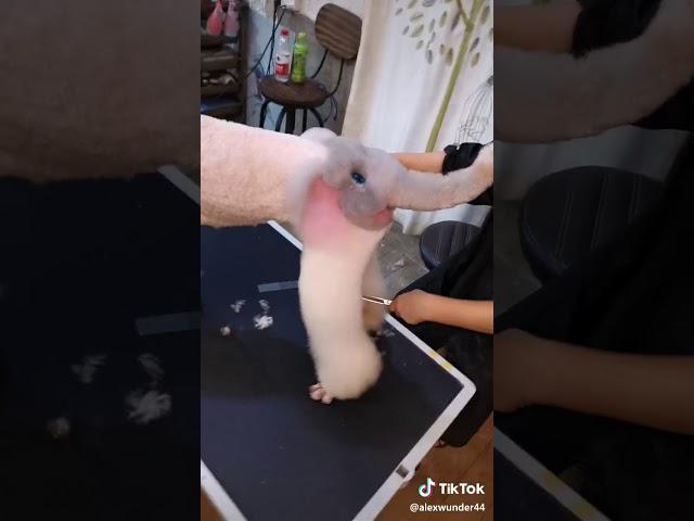 Кота слон
