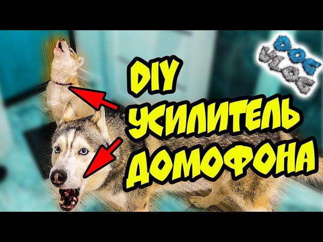 DOGVLOG: DIY УСИЛИТЕЛЬ ДОМОФОНА. Хаски Бандит. Говорящая собака