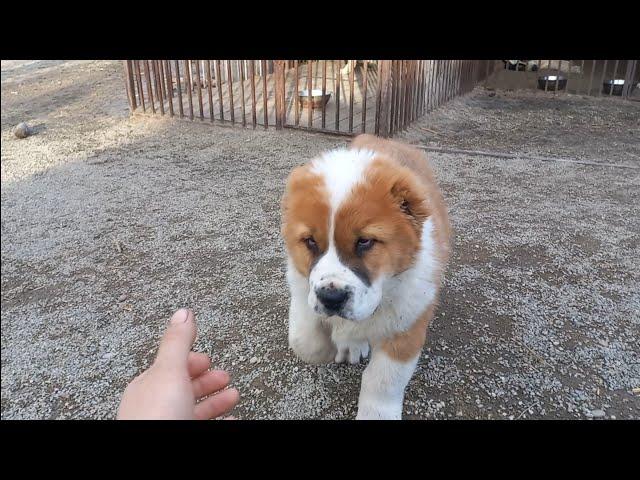 Бугай Алабай Яша Буцефал Готовимся к перелёту.