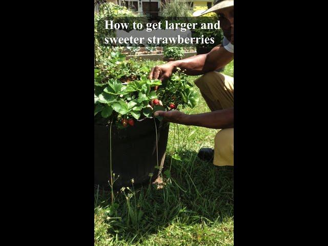 How to grow strawberries larger and sweeter everbearing #shorts #strawberry