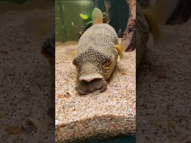 Puffer fish eating crab