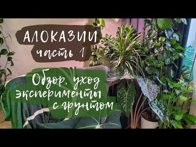 Обзор коллекции алоказий | Часть 1