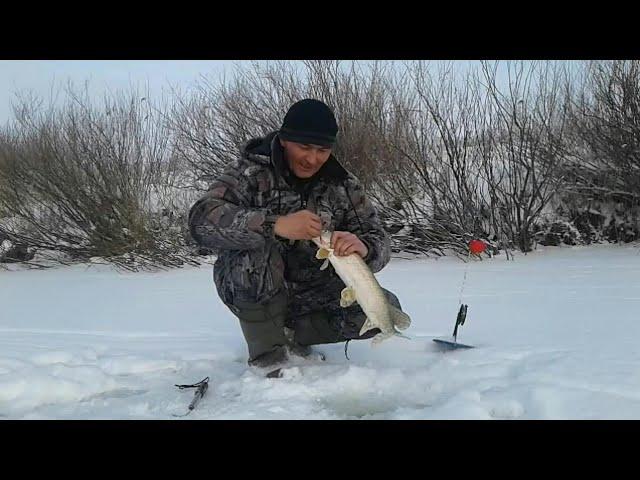 ЩУКА НА ПЕСКАРЯ! Ловля щуки на жерлицы, на пескарей.