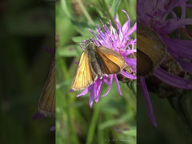 ТОЛСТОГОЛОВКА Thymelicus sylvestris