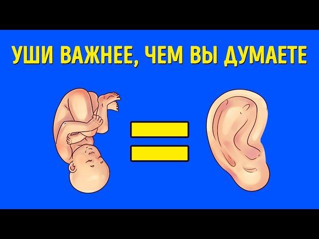 Что Уши Могут Рассказать о Вас