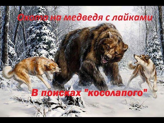 Охота на медведя с лайками весной. В поисках медведя!!!