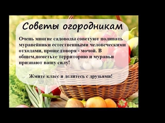 Самые полезные советы для огородников